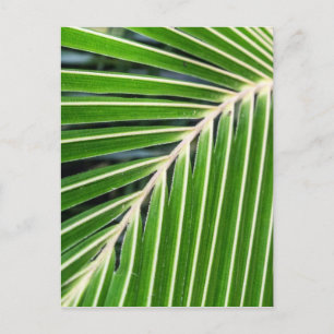 Abstract Green Palm Leaf Postcard