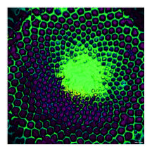 Abstract Honeycomb Design green and purple