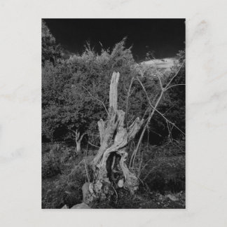 Abstract horror art - dolls head in dead tree postcard