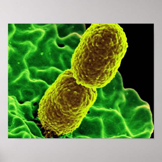 abstract microbiology art custom poster canvas (Front)