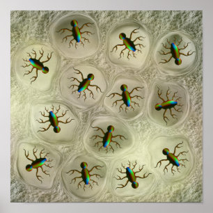 Abstract microscopic organisms in cellular matrix poster