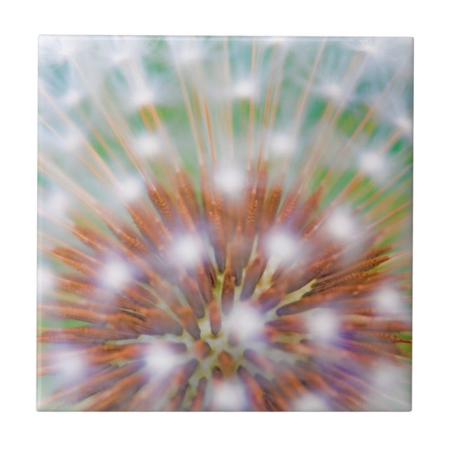 Abstract of dandelion seed head tile (Front)