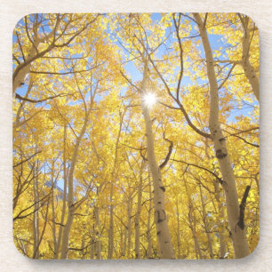 Abstract of Gilia Amidst Wildflowers   California Coaster