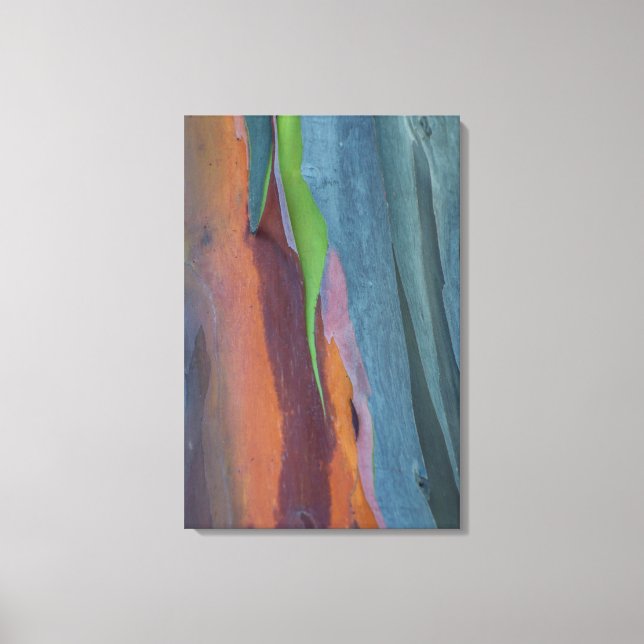 Abstract Of Rainbow Gum Tree Canvas Print (Front)