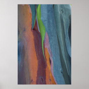 Abstract Of Rainbow Gum Tree Poster