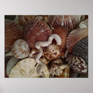 Abstract Seashells Sand Dollar Poster