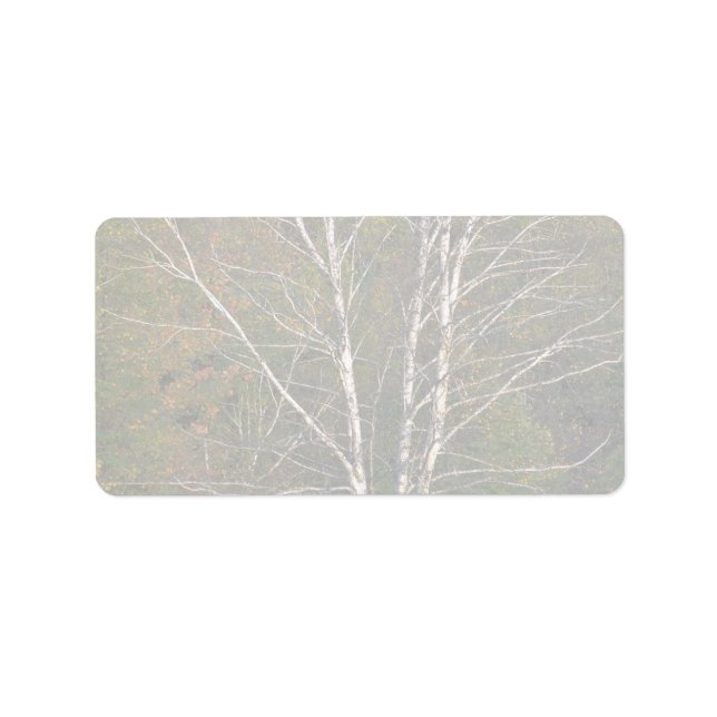 Abstract White birch tree on the edge of a hardwoo Label (Front)