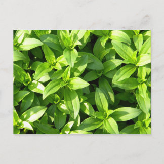 Abundant Groundcover Postcard
