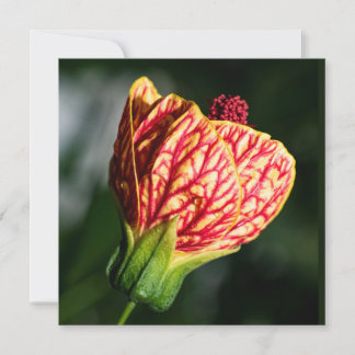 Abutilon Biltmore Ballgown