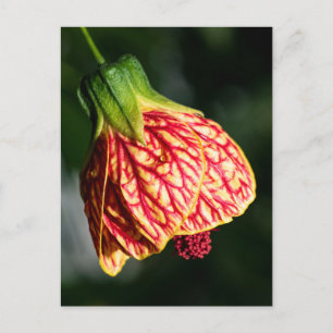 Abutilon Biltmore Ballgown Postcard