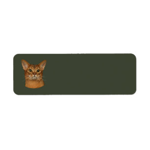 abyssinian cat
