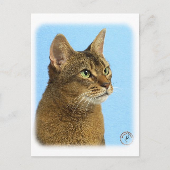 Abyssinian Cat 9Y009D-032 Postcard (Front)