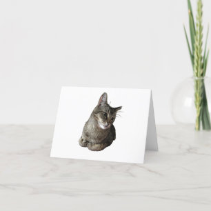 Abyssinian Cat Birthday Card