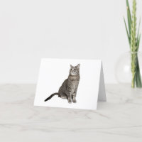 Abyssinian Cat Blank Note Card
