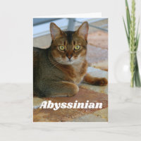 Abyssinian Cat