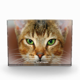 Abyssinian Cat Photo Block