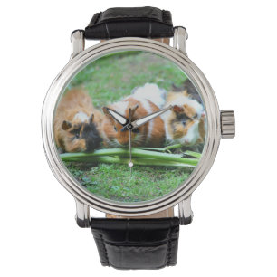Abyssinian guinea pig watch