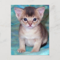 Abyssinian Kitten Baby Cat Postcards