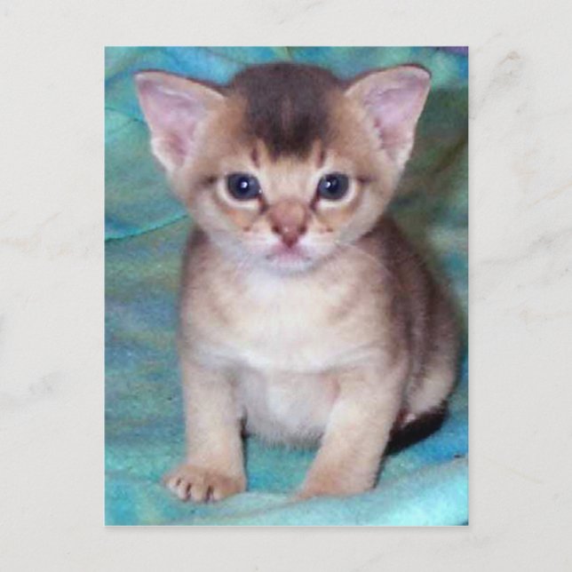 Abyssinian Kitten Postcard (Front)