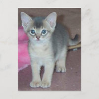 Abyssinian Kitten Six Weeks Old
