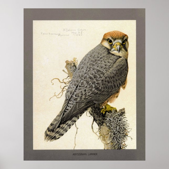 Abyssinian Lanner Poster (Front)