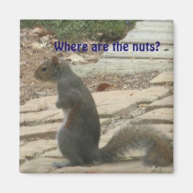 AC-Funny Squirrel Looking for Nuts Magnet (Front)