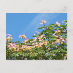 acacia Albizia travel Postcard
