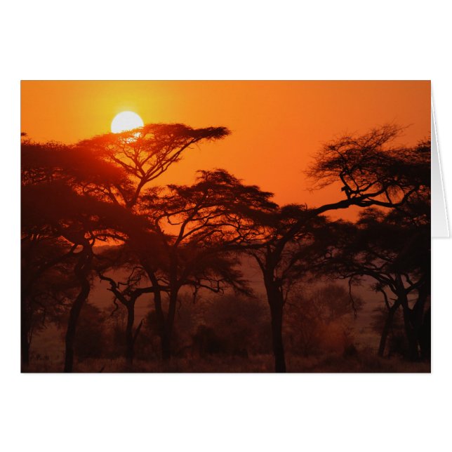Acacia forest silhouetted at sunset, Tarangire (Front Horizontal)