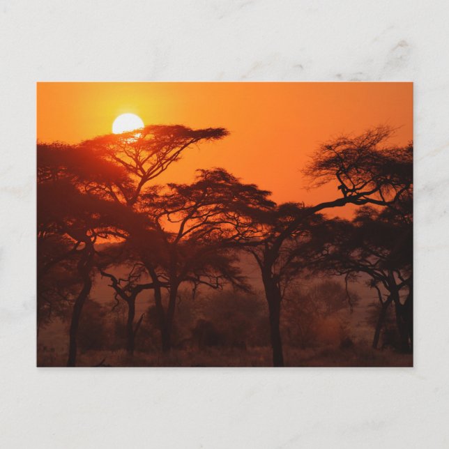 Acacia forest silhouetted at sunset, Tarangire Postcard (Front)