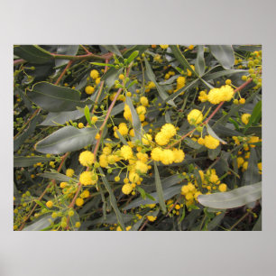 Acacia Poster