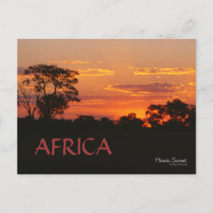 Acacia Sunset Africa Postcard