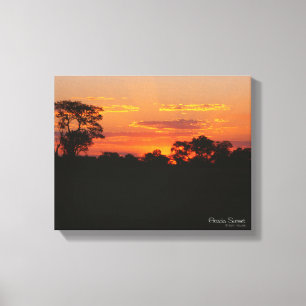 Acacia Sunset Canvas Print