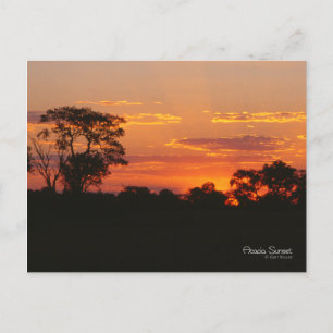 Acacia Sunset Postcard