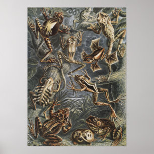 Academia Noire Haeckel Impression Vintage Grenouil