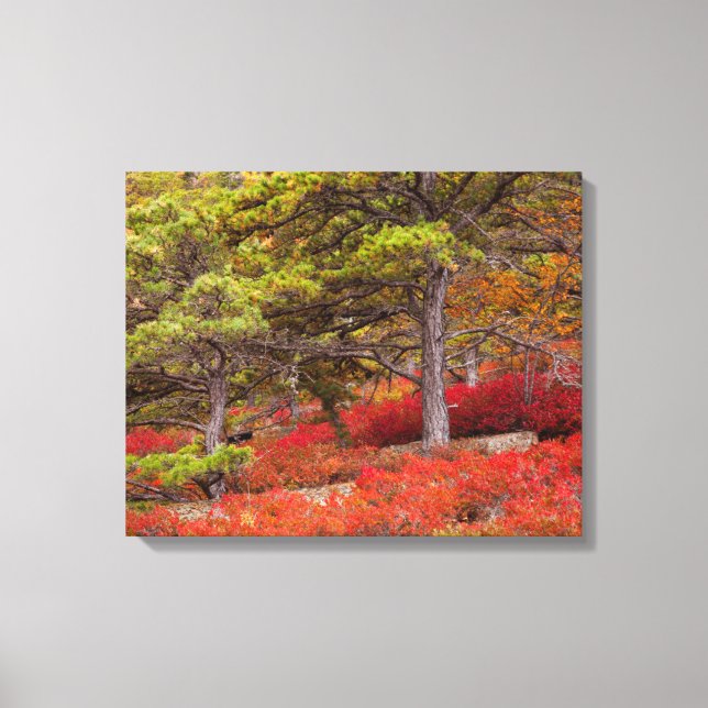 Acadia National Park, Maine Canvas Print (Front)