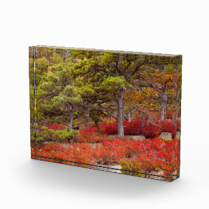 Acadia National Park, Maine Photo Block