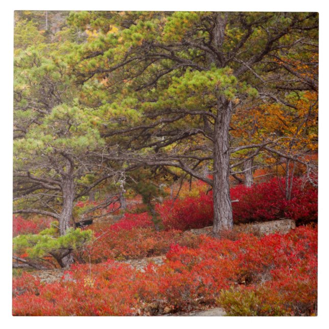 Acadia National Park, Maine Tile (Front)
