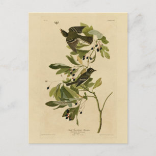 Acadian Flycatcher from Audubon's Birds of America Postcard