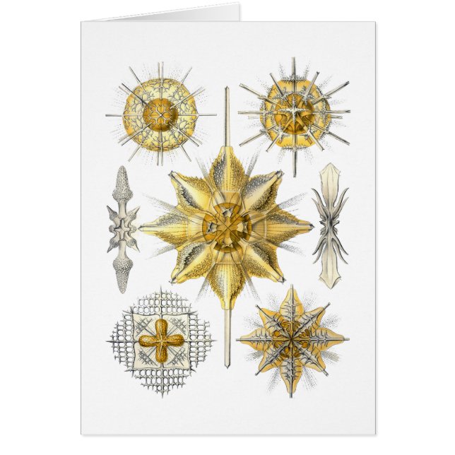 Acanthometra (Front)