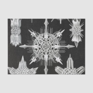 Acanthophracta, Wunderstrahlinge Aquatic Animal Tissue Paper