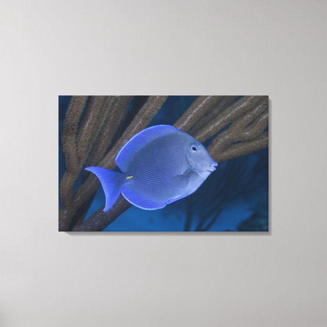 Acanthurus coeruleus with sea canvas print (Front)