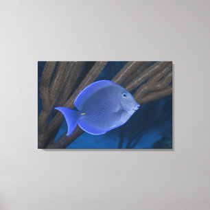 Acanthurus coeruleus with sea canvas print