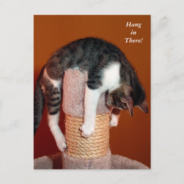 Accroche-toi là Humoristique Tabby Cat Carte posta (Devant)