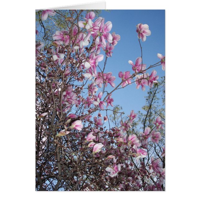 Accueil Cherry Blossom (Devant)