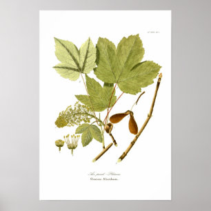 Acer pseudo-platanus poster