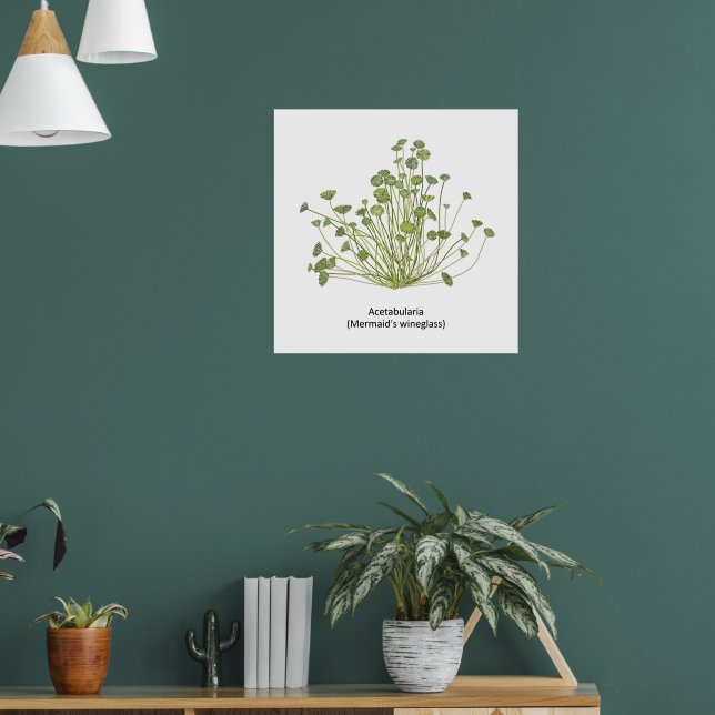 Acetabularia (Mermaid’s Wineglass) Hand Drawn Poster (Living Room 1)