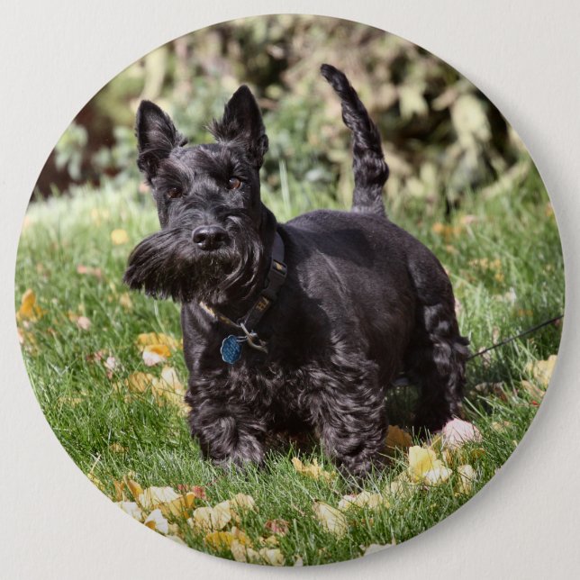 Ach 6 Inch Round Button (Front)