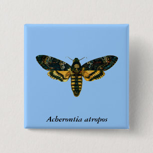 Acherontia atropos (Death's Head Hawkmoth) 2 Inch Square Button