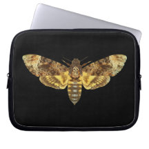 Acherontia Lachesis - Death's-head Hawkmoth