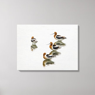 Acocets Canvas Print
